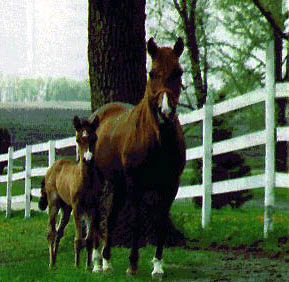 PASO FINO